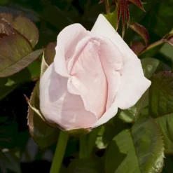 'Racquel™ Renaissance'® Rosa X 'Racquel™ Renaissance'® (Renaissancerose) A-Kvalitet,- Barrods Roser Min. 3 Grene 10 'Racquel™ Renaissance'® Rosa X 'Racquel™ Renaissance'® (Renaissancerose) A-Kvalitet,- Barrods Roser Min. 3 Grene -GrønGlæde Salgsbutik p12910 52195 rosa x racquel renaissance renaissancerose afb8