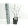 Stjernemagnolie Magnolia Stellata Potte 2,0 Liter,- 40-60 Cm.
