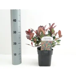 Glansmispel 'Little Red Robin' Photinia Fraseri 'Little Red Robin' Potte 2,0 Liter,- 20-25 Cm. -GrønGlæde Salgsbutik p13157 38460 image 3b9f