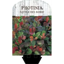 Glansmispel 'Little Red Robin' Photinia Fraseri 'Little Red Robin' Potte 2,0 Liter,- 20-25 Cm. -GrønGlæde Salgsbutik p13157 38461 image ba58