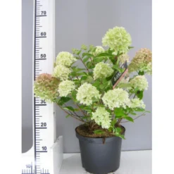 Kompakt Syrén-Hortensia 'Little Lime' Hydrangea Paniculata 'Little Lime' 3,5 Liter Potte