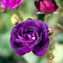 'Midnight Blue' Rosa X 'Midnight Blue' A-Kvalitet,- Barrods Roser Min. 3 Grene -GrønGlæde Salgsbutik p13500 51625 rosa x midnight blue b13a