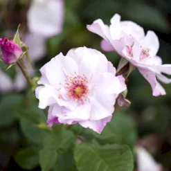 'Odyssey' Rosa X 'Odyssey' (Buketrose) A-Kvalitet,- Barrods Roser Min. 3 Grene