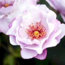 'Odyssey' Rosa X 'Odyssey' (Buketrose) A-Kvalitet,- Barrods Roser Min. 3 Grene -GrønGlæde Salgsbutik p13502 51641 rosa x odyssey buketrose 4ca9