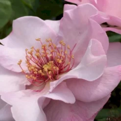 'Odyssey' Rosa X 'Odyssey' (Buketrose) A-Kvalitet,- Barrods Roser Min. 3 Grene -GrønGlæde Salgsbutik p13502 51642 rosa x odyssey buketrose e9f7