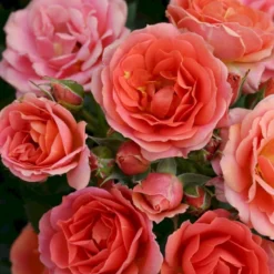 'Mandarin'® Rosa X 'Mandarin'® (Miniaturerose) A-Kvalitet,- Barrods Roser Min. 3 Grene -GrønGlæde Salgsbutik p13503 53611 rosa x mandarin miniaturerose 03fb