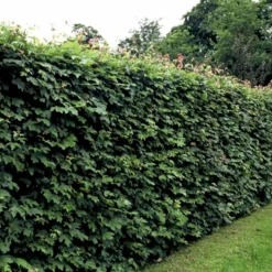 Naur Acer Campestre Solitær Busk 150-200 Cm. Høj,- 60-100 Cm. Bred. -GrønGlæde Salgsbutik p13 54048 acer campestre 374c