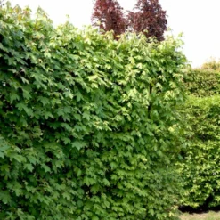 Naur Acer Campestre Solitær Busk 150-200 Cm. Høj,- 60-100 Cm. Bred. -GrønGlæde Salgsbutik p13 54049 acer campestre cdc3