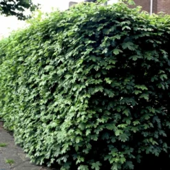Naur Acer Campestre Solitær Busk 150-200 Cm. Høj,- 60-100 Cm. Bred. -GrønGlæde Salgsbutik p13 54050 acer campestre 3c41