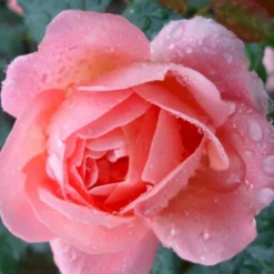 'From Far Away'™ Rosa X 'From Far Away'™ (Buketrose) A-Kvalitet,- Barrods Roser Min. 3 Grene 10 'From Far Away'™ Rosa X 'From Far Away'™ (Buketrose) A-Kvalitet,- Barrods Roser Min. 3 Grene -GrønGlæde Salgsbutik p14574 51492 rosa x from far away buketrose 7cca