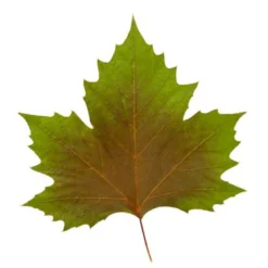 Platan 'Håkon' Platanus Acerifolia 'Håkon' Heister 175-200 Cm. Med Potte -GrønGlæde Salgsbutik p1507 8167 platanus acerifolia 415e