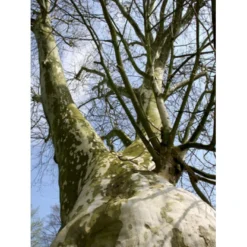 Platan 'Håkon' Platanus Acerifolia 'Håkon' Heister 175-200 Cm. Med Potte -GrønGlæde Salgsbutik p1507 8168 platanus acerifolia 8402