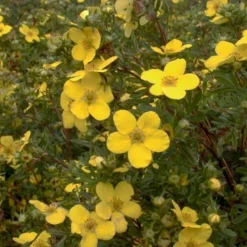 Buskpotentil 'Goldfinger' Potentilla Fruticosa 'Goldfinger' Potte 2,0 Liter,- 25-30 Cm. -GrønGlæde Salgsbutik p1550 47482 potentilla fruticosa goldfinger 289a