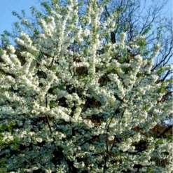 Fuglekirsebær Prunus Avium Stammehøjde Ca. 180-200. + Krone,- Omkreds 14-16cm. Med Klump. -GrønGlæde Salgsbutik p1601 41199 prunus avium e184