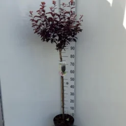 Blodblomme Prunus Cer. 'Nigra' Opstammet 90 Cm. 7,5 Liter Potte