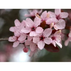 Blodblomme Prunus Cer. 'Nigra' Opstammet 90 Cm. 7,5 Liter Potte -GrønGlæde Salgsbutik p1606 8172 prunus cer nigra e27c