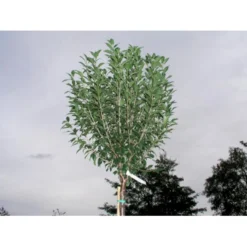 Kuglekirsebær Prunus Fruticosa (eminens) 'Globosa' Opstammet 150 Cm. Med Potte