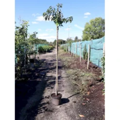 Hængende Japansk Kirsebær 'Kiku-Shidare-Sakura' Prunus Serrulata 'Kiku-shidare-sakura' Opstammet 150 Cm. Med Potte -GrønGlæde Salgsbutik p1629 34064 prunus serrulata kiku shidare sakura 96ea