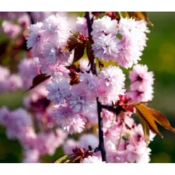 Hængende Japansk Kirsebær 'Kiku-Shidare-Sakura' Prunus Serrulata 'Kiku-shidare-sakura' Opstammet 150 Cm. Med Potte -GrønGlæde Salgsbutik p1629 36747 prunus serrulata kiku shidare sakura 0010