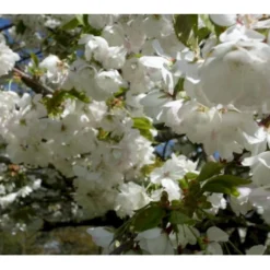 Japansk Kirsebær 'Shirotae' Prunus Serrulata 'Shirotae' Potte 10 Liter 200-250 Cm.