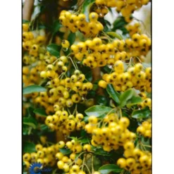 Ildtorn 'Soleil D'Or' Pyracantha Coccinea 'soleil D'Or' 3,5 Liter Potte