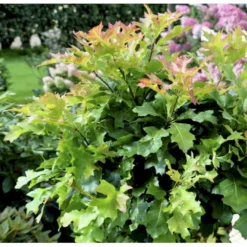 Sumpeg Quercus Palustris 'Green Dwarf' 220 Cm Stamme, 20-25 Cm.stammeomk. Med Klump