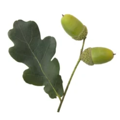 Stilkeg Quercus Robur Alletræ, Stammeomkreds 30-35 Cm. Med Klump -GrønGlæde Salgsbutik p1685 8181 quercus robur 94a2