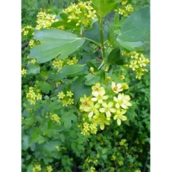 Guldribs Ribes Aureum Med Klump,- 125-150 Cm.