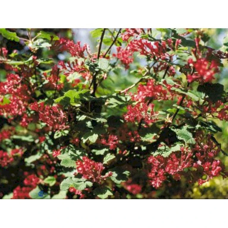 Blodribs 'Koja' Ribes Sanguineum 'Koja' 5 Liter Potte 1 Blodribs 'Koja' Ribes Sanguineum 'Koja' 5 Liter Potte