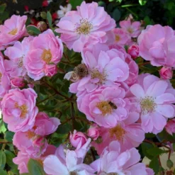 'I Need You'™ Rosa X 'I Need You'™ (Bunddækkerose) A-Kvalitet,- Barrods Roser Min. 3 Grene -GrønGlæde Salgsbutik p17469 51552 rosa x i need you bunddaekkerose dde0