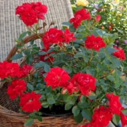'Lady In Red'™ Rosa X 'Lady In Red'™ (Bunddækkerose) A-Kvalitet,- Barrods Roser Min. 3 Grene -GrønGlæde Salgsbutik p17470 51581 rosa x lady in red bunddaekkerose 8fff