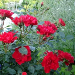 'Lady In Red'™ Rosa X 'Lady In Red'™ (Bunddækkerose) A-Kvalitet,- Barrods Roser Min. 3 Grene -GrønGlæde Salgsbutik p17470 51583 rosa x lady in red bunddaekkerose 8f69