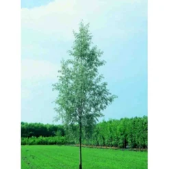 Sølvpil 'Saba' Salix Alba 'Saba' Træ Med Sidegrene,- Stammeomkreds 16-18 Cm. Med Klump