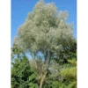 Sølvpil 'Sericea' Salix Alba 'Sericea' Heister 175-200 Cm. Med Potte
