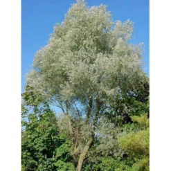 Sølvpil 'Sericea' Salix Alba 'Sericea' Heister 175-200 Cm. Med Potte