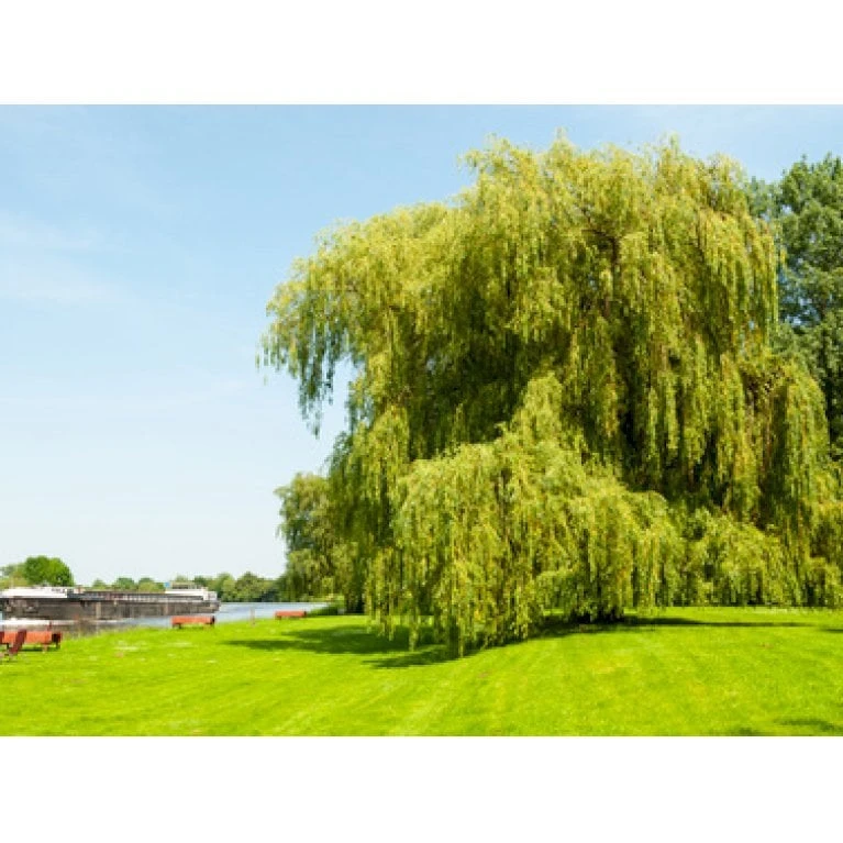 Guldhængepil Salix Alba 'Tristis' Heister 175-200 Cm. Med Potte 1 Guldhængepil Salix Alba 'Tristis' Heister 175-200 Cm. Med Potte