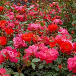 'Looking In Your Eyes'™ Rosa X 'looking In Your Eyes'™ (Buketrose) A-Kvalitet,- Barrods Roser Min. 3 Grene