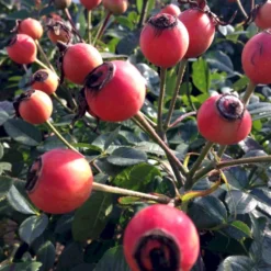 'Looking In Your Eyes'™ Rosa X 'looking In Your Eyes'™ (Buketrose) A-Kvalitet,- Barrods Roser Min. 3 Grene -GrønGlæde Salgsbutik p17929 51612 rosa x looking in your eyes buketrose 498f