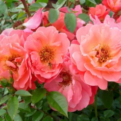 'Looking In Your Eyes'™ Rosa X 'looking In Your Eyes'™ (Buketrose) A-Kvalitet,- Barrods Roser Min. 3 Grene -GrønGlæde Salgsbutik p17929 51613 rosa x looking in your eyes buketrose 7de1