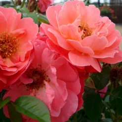 'Looking In Your Eyes'™ Rosa X 'looking In Your Eyes'™ (Buketrose) A-Kvalitet,- Barrods Roser Min. 3 Grene -GrønGlæde Salgsbutik p17929 51614 rosa x looking in your eyes buketrose 0f49