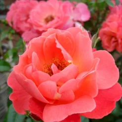 'Looking In Your Eyes'™ Rosa X 'looking In Your Eyes'™ (Buketrose) A-Kvalitet,- Barrods Roser Min. 3 Grene -GrønGlæde Salgsbutik p17929 51615 rosa x looking in your eyes buketrose 35d1