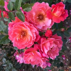 'Looking In Your Eyes'™ Rosa X 'looking In Your Eyes'™ (Buketrose) A-Kvalitet,- Barrods Roser Min. 3 Grene -GrønGlæde Salgsbutik p17929 51616 rosa x looking in your eyes buketrose fc96