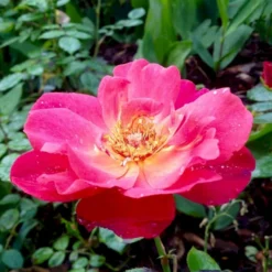 'Looking In Your Eyes'™ Rosa X 'looking In Your Eyes'™ (Buketrose) A-Kvalitet,- Barrods Roser Min. 3 Grene -GrønGlæde Salgsbutik p17929 51617 rosa x looking in your eyes buketrose 3a04