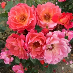 'Looking In Your Eyes'™ Rosa X 'looking In Your Eyes'™ (Buketrose) A-Kvalitet,- Barrods Roser Min. 3 Grene -GrønGlæde Salgsbutik p17929 51618 rosa x looking in your eyes buketrose 4ccf