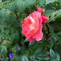 'Looking In Your Eyes'™ Rosa X 'looking In Your Eyes'™ (Buketrose) A-Kvalitet,- Barrods Roser Min. 3 Grene -GrønGlæde Salgsbutik p17929 51619 rosa x looking in your eyes buketrose c87d