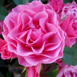 'I Am Grateful'™ Rosa X 'I Am Grateful'™ (Buketrose) A-Kvalitet,- Barrods Roser Min. 3 Grene -GrønGlæde Salgsbutik p17951 51538 rosa x i am grateful buketrose e13e