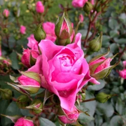 'I Am Grateful'™ Rosa X 'I Am Grateful'™ (Buketrose) A-Kvalitet,- Barrods Roser Min. 3 Grene -GrønGlæde Salgsbutik p17951 51540 rosa x i am grateful buketrose a4ba