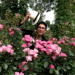 'I Am Grateful'™ Rosa X 'I Am Grateful'™ (Buketrose) A-Kvalitet,- Barrods Roser Min. 3 Grene -GrønGlæde Salgsbutik p17951 51541 rosa x i am grateful buketrose 406d