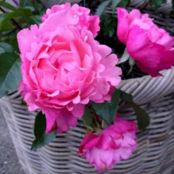 'I Have A Dream'™ Rosa X 'I Have A Dream'™ (Buketrose) A-Kvalitet,- Barrods Roser Min. 3 Grene