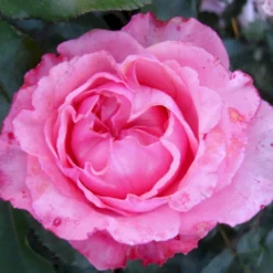 'I Have A Dream'™ Rosa X 'I Have A Dream'™ (Buketrose) A-Kvalitet,- Barrods Roser Min. 3 Grene -GrønGlæde Salgsbutik p17952 51545 rosa x i have a dream buketrose d248